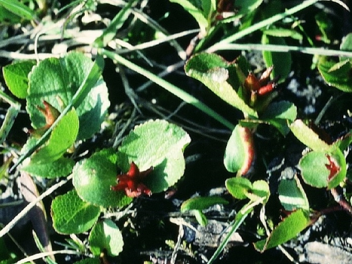 Salix herbacea (Salicaceae)